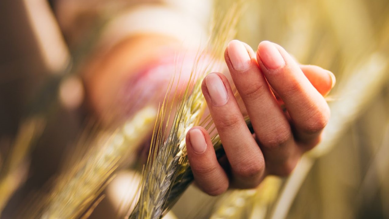 A hand in a field of wheat